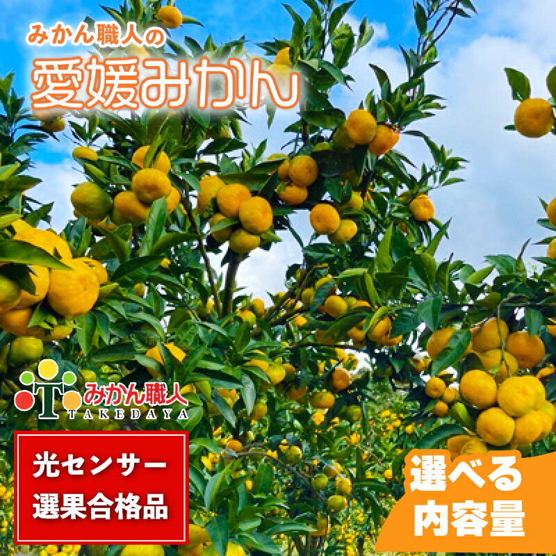 【ふるさと納税】 高評価★4.4 訳あり愛媛みかん 選べる内容量 1kg 3kg 5kg 2kg×2箱 ( 傷み保証 300g) 小玉 S 光センサー選果 柑橘 果物 フルーツ 不揃い オレンジ 訳アリ 蜜柑 果実 温州みかん 極早生 早生 晩生 愛媛 みかん職人武田屋 愛媛県 愛南町