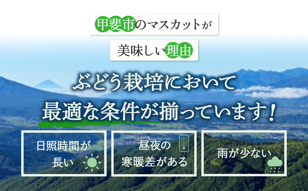 山梨県産　【☆先行予約☆2026年/令和8年発送分】シャインマスカット「こだわり」１kg以上　2～3房