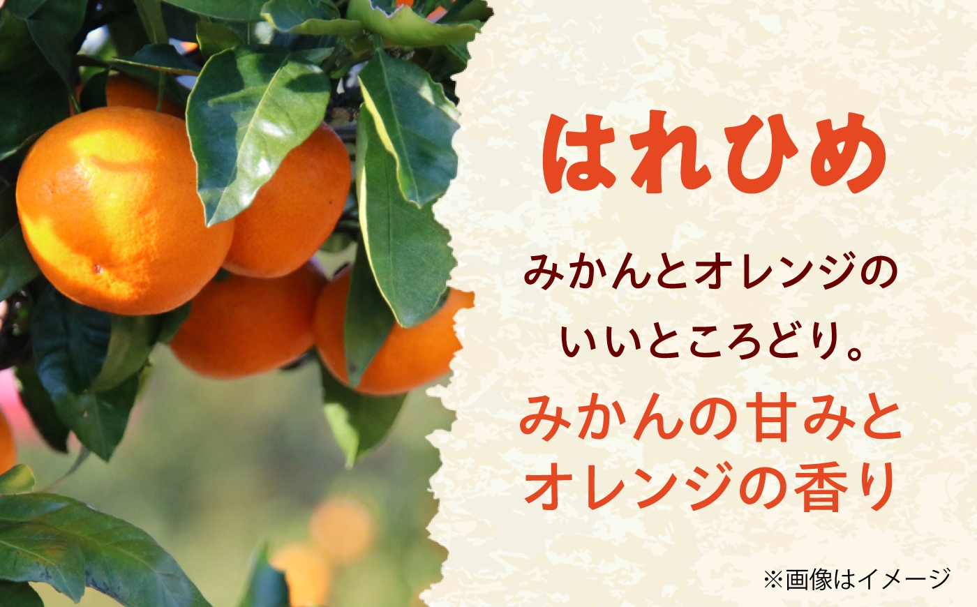 柑橘 蜜柑 みかん ミカン はれひめ 訳あり 訳アリ 3kg 小玉 愛媛