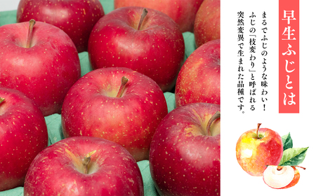 10月発送【訳あり】家庭用早生ふじ 約5kg 【那由多のりんご園・平川市産・早生ふじ】