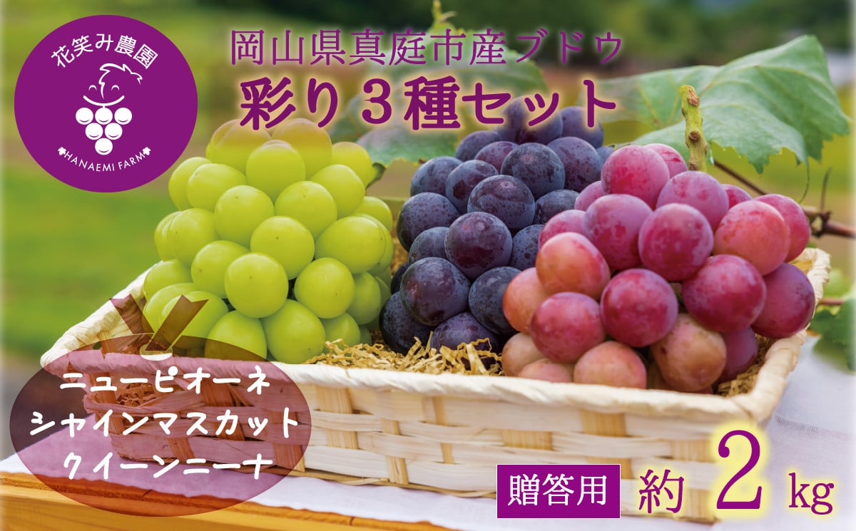 
            hana37.岡山　花笑み農園『彩り３種』（シャイン、クイーンニーナ、ピオーネ）（約2kg3房）
          