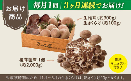 【全3回定期便】平戸有機きのこ栽培セット詰合せ〜旨み凝縮椎茸の芽付き〜 【きのこ屋】[KAD285]