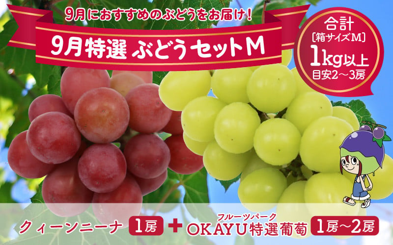 
            【先行予約】9月特選 ぶどうセットM 1kg以上（2～3房）／ 葡萄 クイーンニーナ 品種 おまかせ あわら 農家おすすめ ※2025年9月より順次発送
          