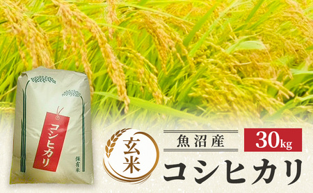 【令和7年産】魚沼産コシヒカリ(玄米)30kg 米 コメ こしひかり ブランド米 お取り寄せ 魚沼市