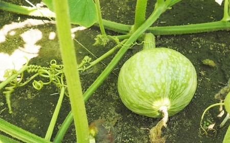 【先行受付】山梨県中央市産 春かぼちゃ 約4～5kg かぼちゃ 南瓜 カボチャ 野菜 山梨県 中央市 【2026年6月上旬〜8月上旬発送予定】