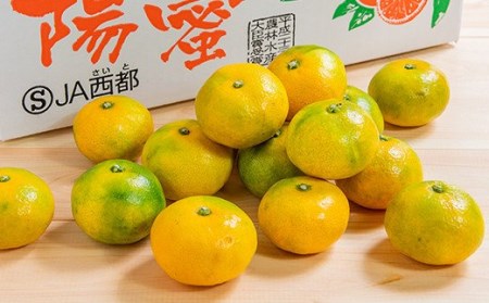 【先行予約】極早生みかん「南国の陽蜜」５kg 宮崎県西都産＜1-220＞