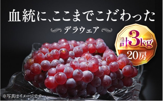 【2026年先行予約】苗から厳選 デラウェア3kg(20房) 6月下旬～7月中旬発送 特選 期間限定 大粒 ぶどう ブドウ フルーツ 果物 くだもの おすすめ