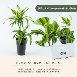 2026年6月中旬～発送 観葉植物 ドラセナ・ワーネッキー・レモンライム 55cm～75cm JAいぶすき IB165-016 観葉植物 観葉植物