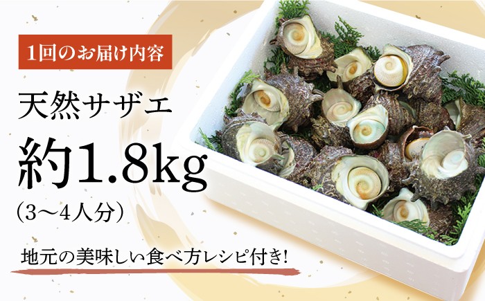 【平戸産を活きたまま】天然活サザエ 約1.8kg
