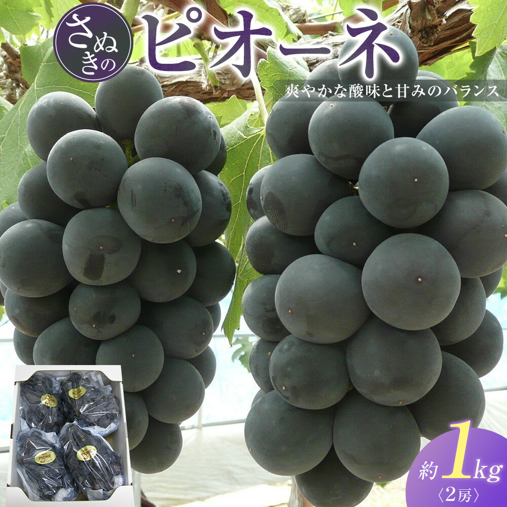 【ふるさと納税】ピオーネ ぶどう 葡萄 約1kg (2房) | ぶどう 葡萄 ピオーネ 巨峰 果物 フルーツ スイーツ 特産品 デザート 旬 期間限定