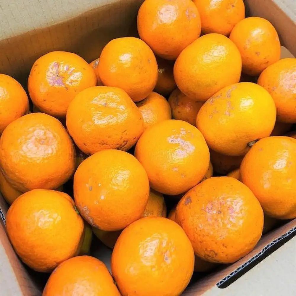 家庭用 有田みかん 3kg (約27個～30個)