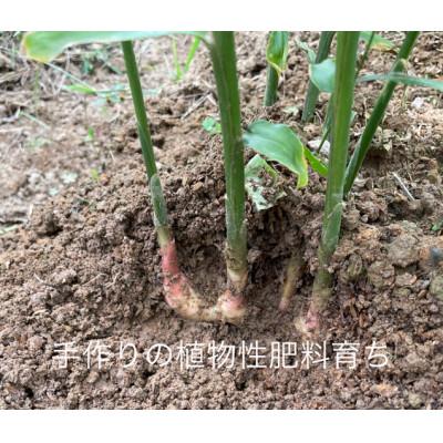 ふるさと納税 福知山市 京都生姜ほうじ茶 1袋 |  | 03