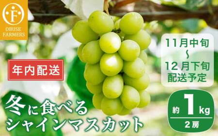 【年内配送】冬に食べるシャインマスカット 約1kg 2房 ［ おぶせファーマーズ ］ 年内発送 ぶどう フルーツ 果物 くだもの 長野県 産地直送 送料無料 令和8年産 【2026年11月中旬～12月下旬配送】[F-545]