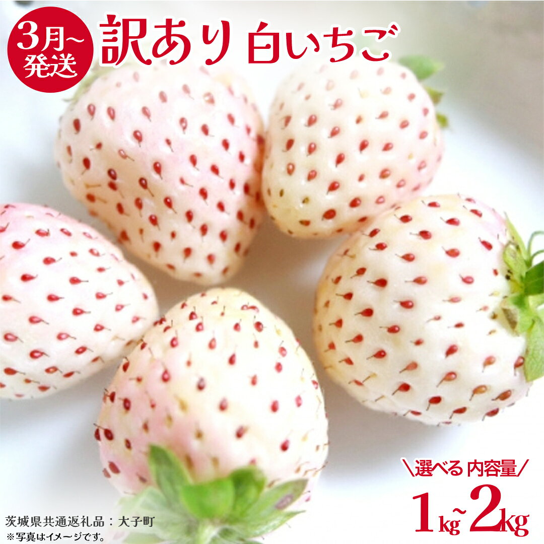 【ふるさと納税】訳あり 白いちご 【選べる内容量】【2026年3月発送開始】(茨城県共通返礼品：大子町) 苺 果物 フルーツ 果実 ご家庭用 1kg 2kg