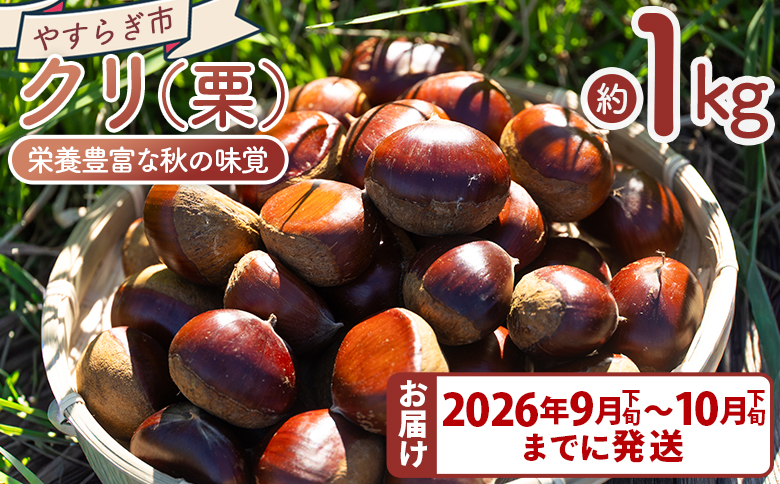栗 栄養豊富な秋の味覚 クリ（栗） １袋（１kg）　yr-0102