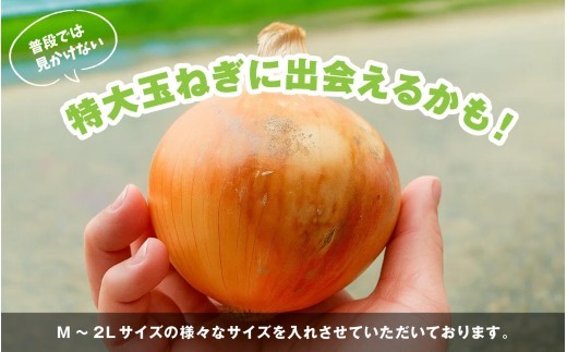 海月館 自社農場栽培！淡路島産 玉ねぎ