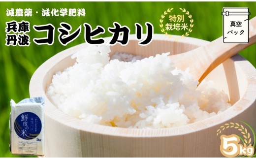 特別栽培米　丹波コシヒカリ　(真空)5kg 減農薬 こしひかり 米 こめ コメ お米