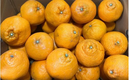 ＼来シーズン先行予約／【訳あり】旬の柑橘詰め合わせ（3種以上）約5kg【2026年2月初旬頃から順次発送予定】※北海道・沖縄・離島配送不可 / みかん 蜜柑 フルーツ 果物 くだもの 由良町 詰合せ おすすめ 産地直送 和歌山【eiw028】