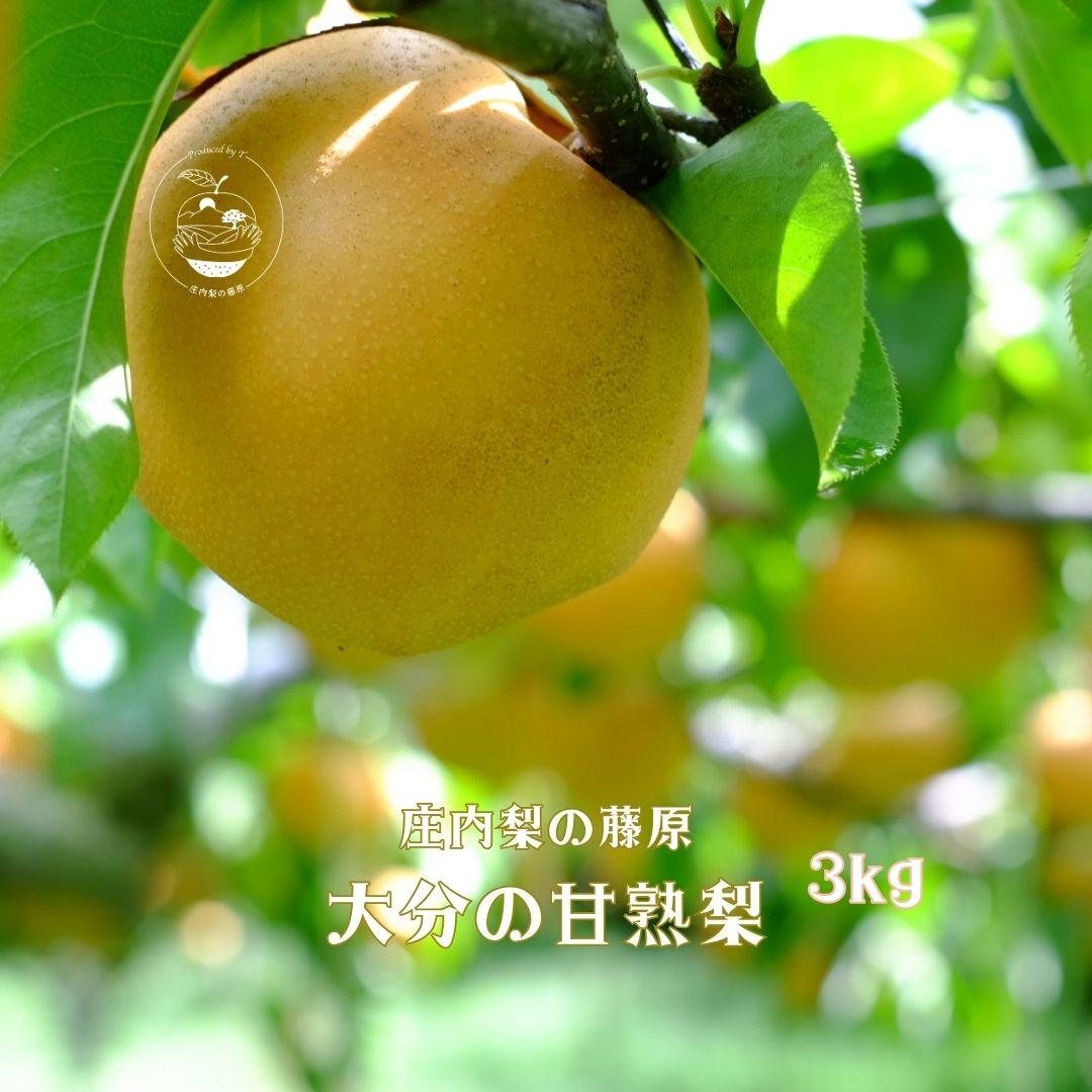 【ふるさと納税】【約3kg】自然の恵みがいっぱいの大分の甘熟梨　8月上旬から発送＜庄内梨の藤原＞ | 期間限定 数量限定 季節限定 果物 フルーツ 梨 幸水 豊水 あきづき 新高 豊里 完熟 3kg 送料無料 湯布院 由布院 ゆふいん