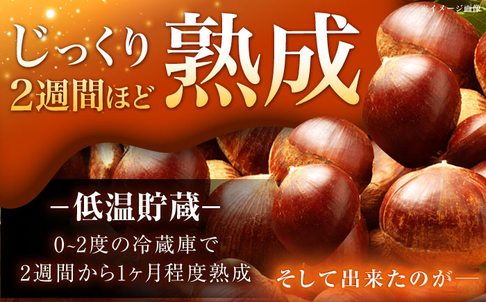 【2025年9月下旬〜10月上旬に順次発送】おやすみ栗（マロン）1kg（2Lサイズ）/ 栗 生栗 くり マロン 低温熟成 日本栗 国産 / 恵那市 / えな笠置山栗園 [AUAV004]