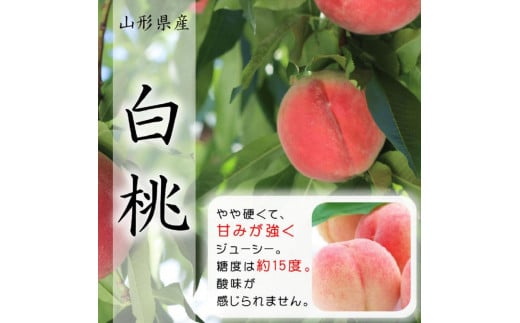 『令和7年産先行受付』山形県中山町産白桃　秀品　約1.5kg　※品種おまかせ　軟らかくなる桃