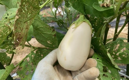 【季節限定】のうちゃんファームの白なす 6個 ナス 茄子 野菜
