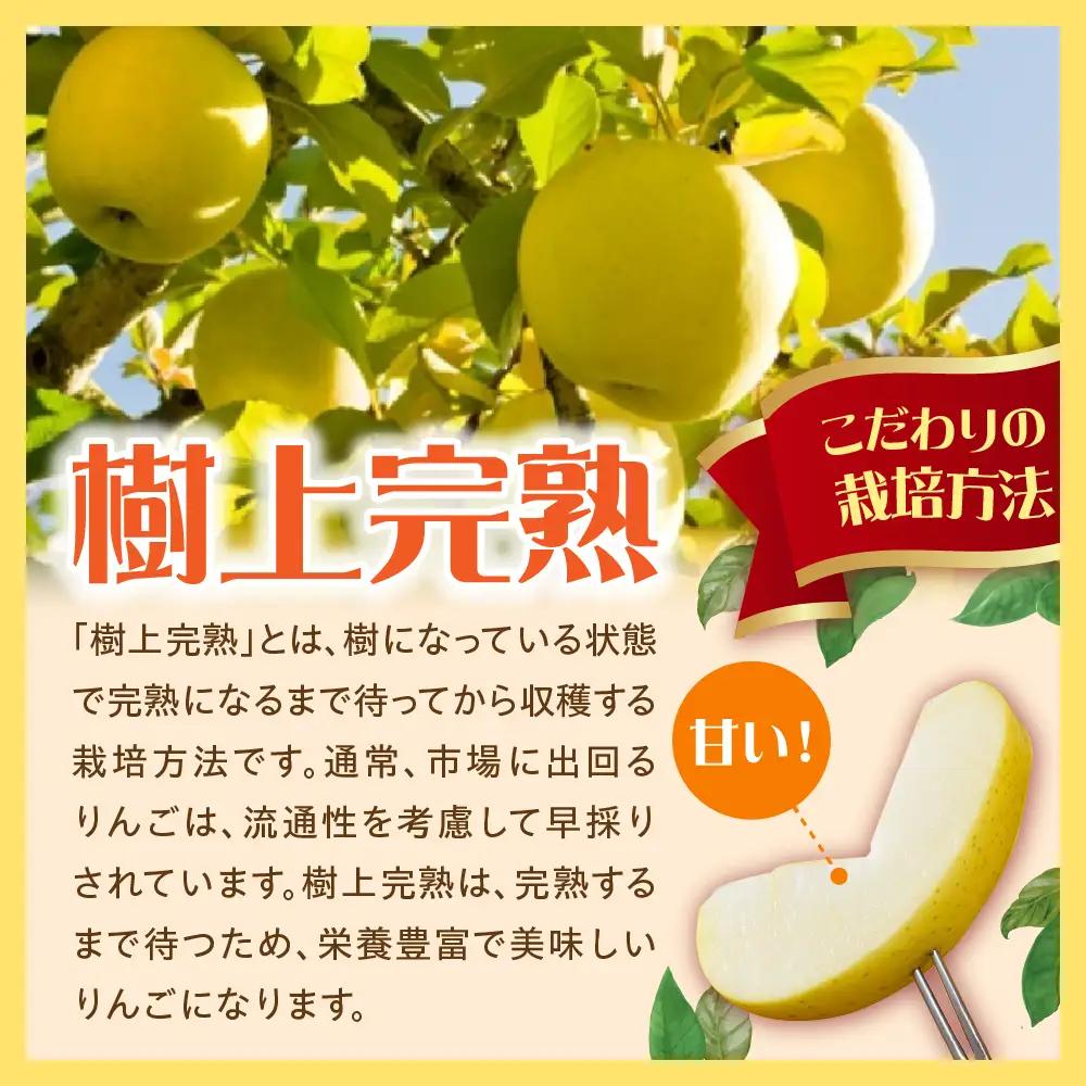 【2026年10月発送】【特選】 りんご 約5kg トキ〈樹上完熟〉 青森県産 りんご