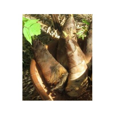 【ふるさと納税】朝日町の里山から届く　朝掘りたけのこ　2kg【配送不可地域：離島】【1694764】