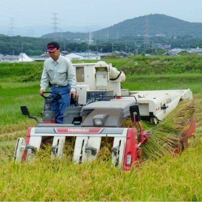  定期便 稲美金賞農家 藤本勝彦さんのミルキークイーン白米約4.5kg《12ヶ月連続お届け》