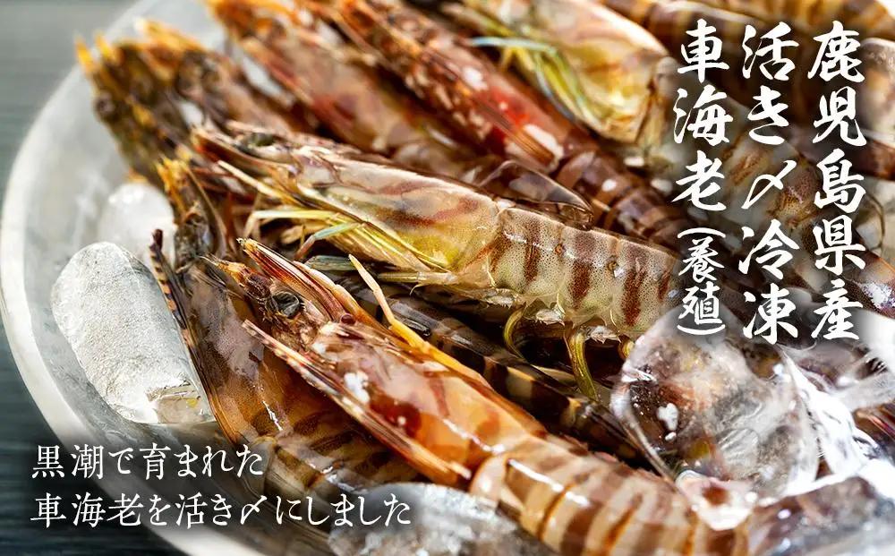 鹿児島県産 活き〆冷凍 車海老（養殖）LLサイズ 300g（10～12尾）1パック セット【 海老】