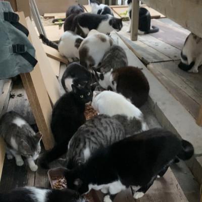 ふるさと納税 座間味村 沖縄県の小さな離島座間味村で暮らす島ねこポストカード |  | 01