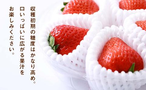 2025年発送☆【夏イチゴ】奇跡のひと粒「夏瑞」4パックセット