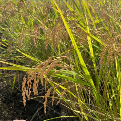 ふるさと納税 養老町 【令和7年産】初霜(源種)　白米15kg　(栽培期間中農薬・化学肥料不使用) |  | 02