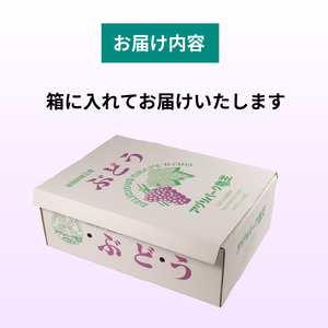 ぶどう 3～4房 期間限定 品種 おまかせ ぶどう ぶどう ぶどう ぶどう 【 ぶどう 】