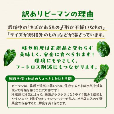 ふるさと納税 田村市 【訳あり】 田村市産 ピーマン 1kg |  | 02