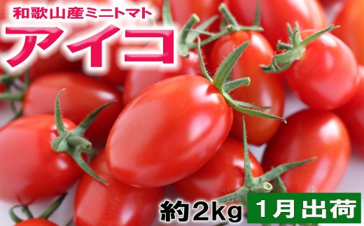 【2027年1月出荷分】和歌山産 ミニトマト 「アイコトマト」約2kg（M・Lサイズおまかせ）※2027年1月中旬～1月下旬頃順次発送 ※北海道・沖縄・離島地域への配送不可 【tec401-aik-2-jan】