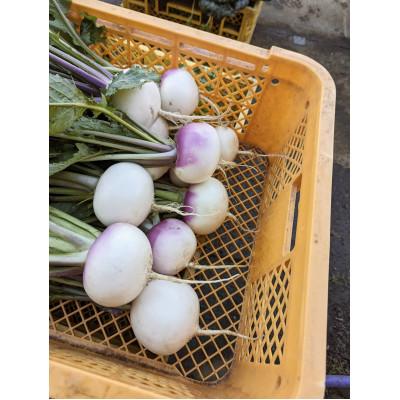 ふるさと納税 秦野市 【2026年1月〜発送】双葉農園の イチオシ の7種の野菜セット　from　名水の里　神奈川県秦野市 |  | 03