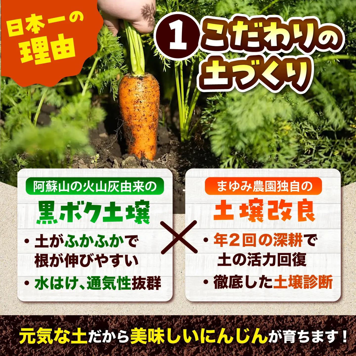 【先行予約】【2026年12月順次発送開始】秋にんじん5kg / にんじん ニンジン 野菜 β-カロテン 食物繊維 抗酸化作用 栄養満点 熊本県産 菊陽町　【株式会社 まゆみ農園】[BHCW015]