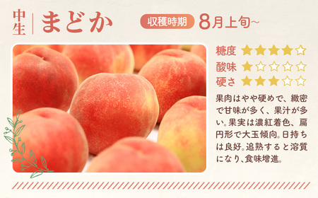 もも【まどか・2026年産先行受付】特秀1.5kg　桑折町産　JAふくしま未来　桃 ／ もも モモ 果物 フルーツ 旬 甘い 甘み ジューシー 果肉 果汁 新鮮 フレッシュ デザート おいしい 産地直