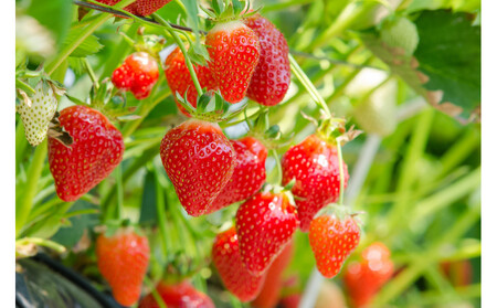 こだわり栽培　いちご　【食べ比べ】　すず（1pac) x　ゆめのか(1pac) 【2025年12月～2026年4月末までお届け】