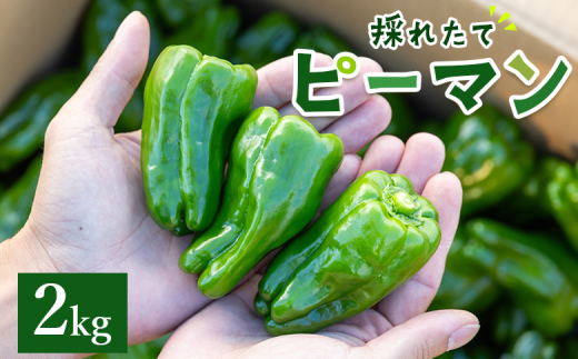 ピーマン 2kg 高知県香南市産採れたて 野菜 やさい 新鮮 国産 肉厚 炒め物 肉詰め 料理 高知県 香南市 冷蔵 ピーマン 2kg im-0003