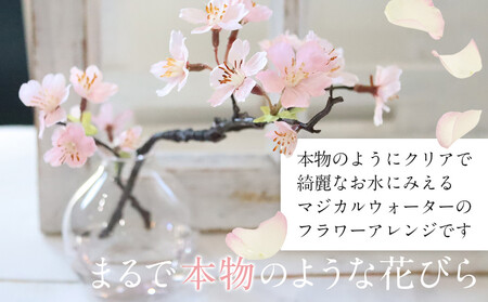新春　淡雪桜　さくら　魔法の水　マジカルウォーター『薄紅』