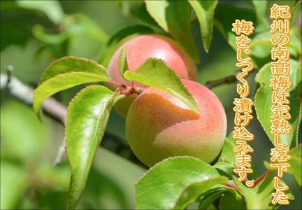 紀州南高梅　うす塩　A-084