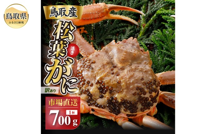 
                  【2026年12月発送】特撰　松葉がに（なま）【訳あり】700g超の大きいサイズ　食べ応えあり　特大1杯【期間限定】_T2600610 
                