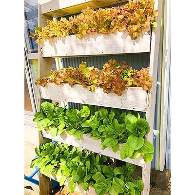 ふるさと納税 須崎市 完熟酵素堆肥　Gensuke GREEN(2袋セット) |  | 03