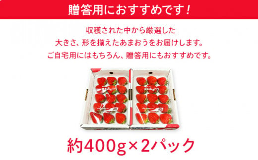 【2025年2月～3月順次発送予定】 あまおう 約400g×2パックＥＸ　 合計約800g