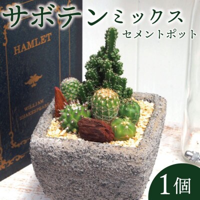 サボテンミックスセメントポット仕立て1個【配送不可地域：離島・沖縄】【1697814】