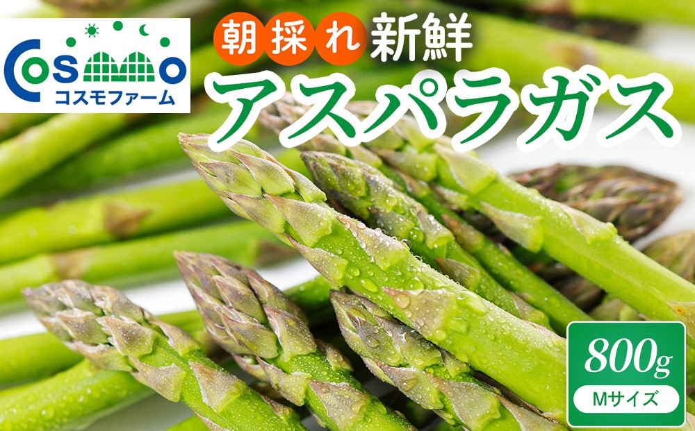 
                  朝採り新鮮アスパラガス 800g【Mサイズ】 | 野菜 アスパラガス グリーンアスパラ 旬 とれたて  春野菜 春 朝採り 朝採れ とれたて 新鮮 みずみずしい サラダ 甘い お取り寄せ 産地直送 冷蔵 岐阜県 瑞穂市
                
