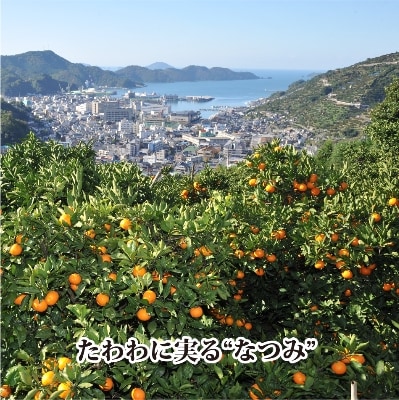 2026年4月発送開始　甘みが強くて濃厚!初夏のみかん「なつみ」4キロ【C39−35】【配送不可地域：離島】【1280608】