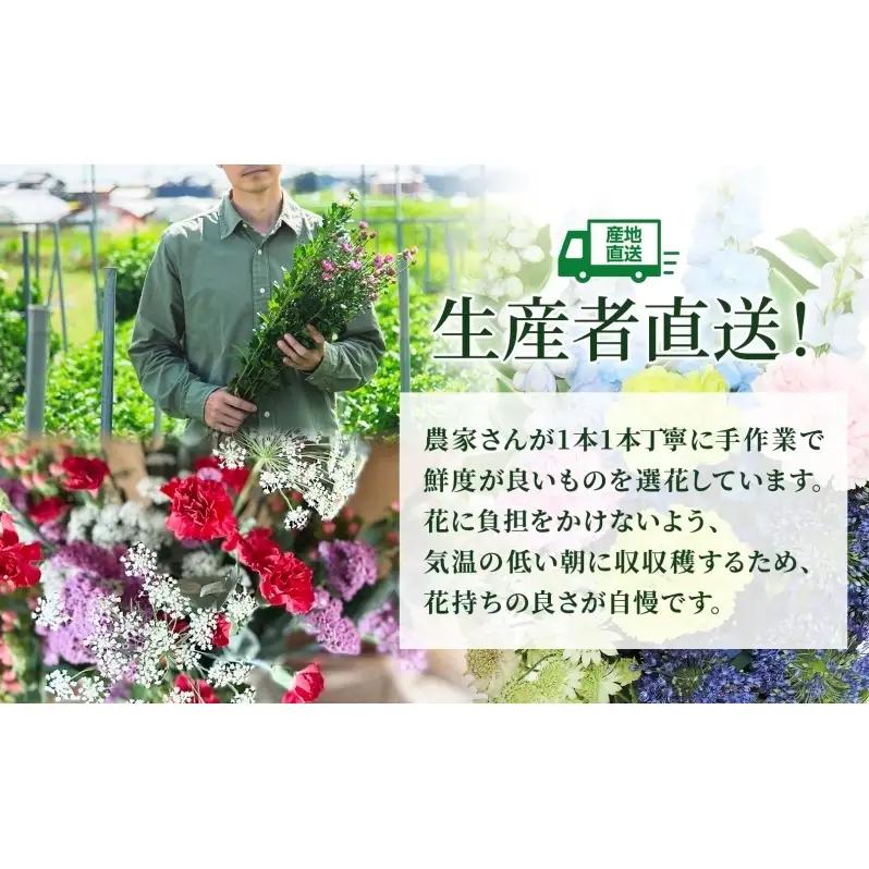 ＜10月配送＞ 北海道 カーネーション ミックス 4品種 12本以上 切り花 切花 花束 ブーケ 季節 旬 生花 フラワー アレンジメント 記念日 産地直送 つきがたふるさと花の会